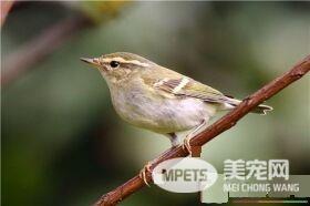 黄眉柳莺怎么养 10月中的黄腰最好开食