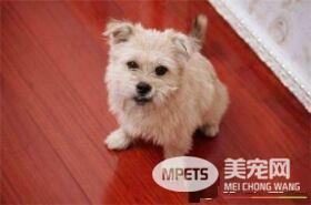 罗福梗夏天要剪毛吗 脚尖上的毛用小剪刀剪