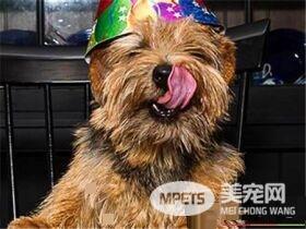 罗福梗夏天要剪毛吗 脚尖上的毛用小剪刀剪
