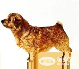 罗福梗幼犬的怎么护理 不需要频繁的洗澡