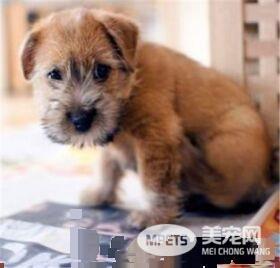 罗福梗幼犬的怎么护理 不需要频繁的洗澡