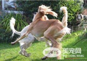 萨路基猎犬喂养与管理 要吃大约二百多克的肉类