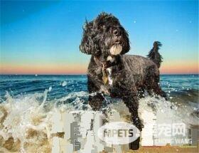 葡萄牙水犬特点 一种精力充沛而不夸张的狗