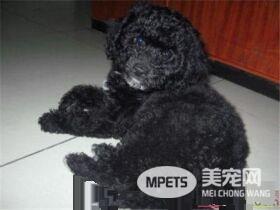 葡萄牙水犬特点 一种精力充沛而不夸张的狗