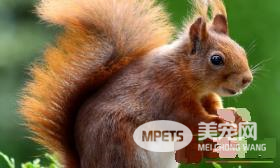 松鼠的尾巴为什么那么大 尾巴可以当遮阳伞用