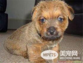 罗福梗犬好养吗 罗福梗是一种非常好的狩猎犬