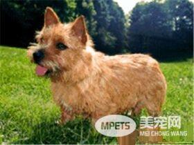 罗福梗犬好养吗 罗福梗是一种非常好的狩猎犬