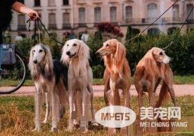 萨路基和格力犬那个好 萨路基的外观比较好看