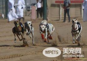 萨路基和格力犬那个好 萨路基的外观比较好看