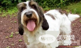迷你贝吉格里芬凡丁犬还叫什么 短腿长卷毛猎犬是别名