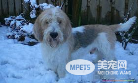 迷你贝吉格里芬凡丁犬还叫什么 短腿长卷毛猎犬是别名