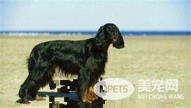 平毛寻回犬怎么样 是一种非常聪明的狩猎犬
