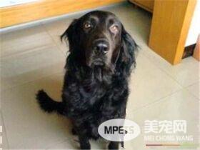 平毛寻回犬怎么样 是一种非常聪明的狩猎犬