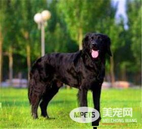 平毛寻回犬与金毛犬的区别 寻回犬侧面轮廓平滑