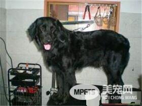 平毛寻回犬与金毛犬的区别 寻回犬侧面轮廓平滑