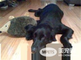 平毛寻回犬有金色的吗 没有金色的平毛寻回犬