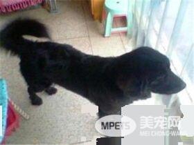 平毛寻回犬贵还是金毛贵 平毛寻回犬比较贵点