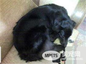 平毛寻回犬贵还是金毛贵 平毛寻回犬比较贵点