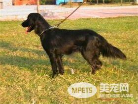 平毛寻回犬的特点 是一种可爱友善活跃的狗狗