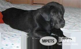 平毛寻回犬大小 公的体重一般在27到36公斤