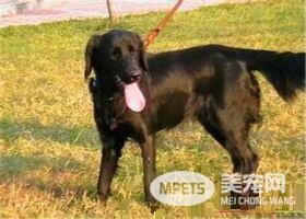 平毛寻回犬大小 公的体重一般在27到36公斤