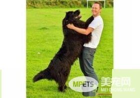 纽芬兰犬智商排名 纽芬兰犬智商排名第34位