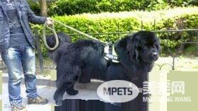 纽芬兰犬智商排名 纽芬兰犬智商排名第34位