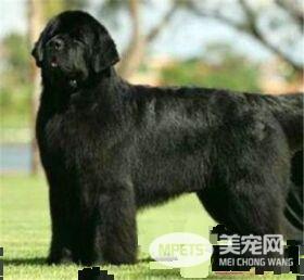 纽芬兰犬智商高吗 还是非常聪明的狗狗