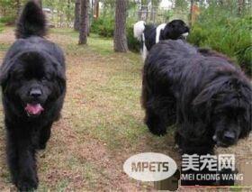 纽芬兰犬智商高吗 还是非常聪明的狗狗