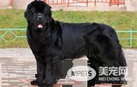 纽芬兰犬粘人程度 纽芬兰犬天性非常粘人