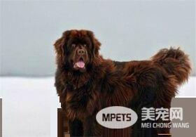 纽芬兰犬粘人程度 纽芬兰犬天性非常粘人