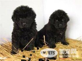 纽芬兰犬与金毛那个好 这要看个人的喜好和用途