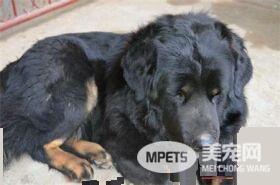 纽芬兰犬与金毛那个好 这要看个人的喜好和用途