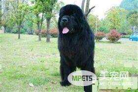 纽芬兰犬有几种颜色 公认的一共有四种颜色