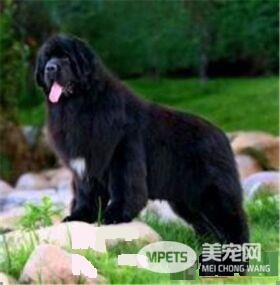 纽芬兰犬有几种颜色 公认的一共有四种颜色