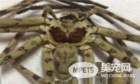 蜘蛛是益虫还是害虫 蜘蛛既是益虫也是害虫