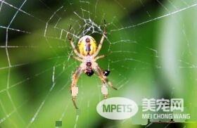蜘蛛吃蜘蛛吗 蜘蛛一般是可以吃蜘蛛的