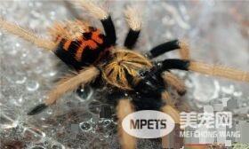 蜘蛛是什么动物 蜘蛛有爪子属于节肢型动物
