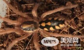 蜘蛛是害虫吗 蜘蛛不完完全全是害虫