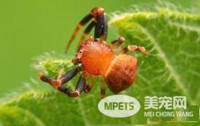 蜘蛛是胎生还是卵生 蜘蛛都是卵生动物