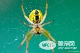 蜘蛛怎么织网 从里向外用乾丝拉临时的螺旋丝