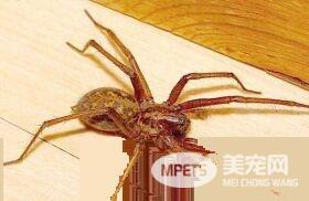 蜘蛛怎么织网 从里向外用乾丝拉临时的螺旋丝