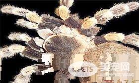 怎么养蜘蛛 饲养宠物蜘蛛最好单独饲养