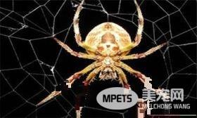 怎么养蜘蛛 饲养宠物蜘蛛最好单独饲养