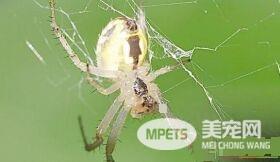 蜘蛛是昆虫吗 严格上说蜘蛛不是昆虫
