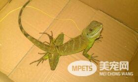 如何捉蜥蜴 需要轻柔地抓住蜥蜴的身体