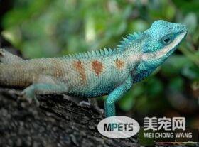 如何捉蜥蜴 需要轻柔地抓住蜥蜴的身体