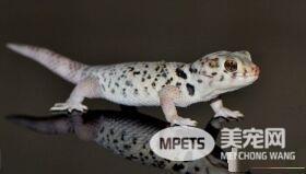 蜥蜴怎么养 箱子尺寸适合蜥蜴活动并且通风
