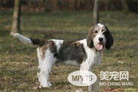 迷你贝吉格里芬凡丁犬掉毛么 一般很少掉毛