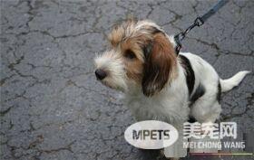 迷你贝吉格里芬凡丁犬掉毛么 一般很少掉毛